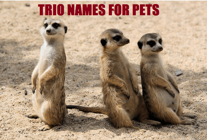 trio names